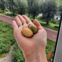 Afbeelding in Gallery-weergave laden, Mini madeleines